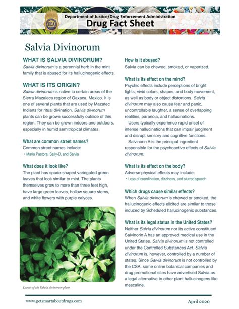 smoking salvia|Drug Fact Sheet: Salvia Divinorum